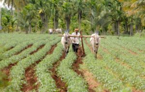 Farmers exempted from loan waiver for growing wrong crops