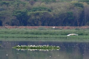 11 Wetlands in Karnataka passed by Centre for conservation