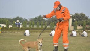 NDRF provides training to first batch of stray dogs to become search, rescue specialists