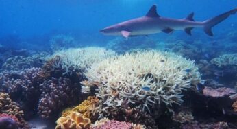 Great Barrier Reef in Australia may lose the potential to revive from global warming