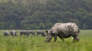 Assam’s Pobitora Wildlife Sanctuary to restart for tourists from Nov 10