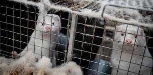 Six countries report connection between Covid-19 cases and mink farms :WHO