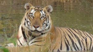 UNESCO announces Panna Tiger Reserve as a global biosphere reserve