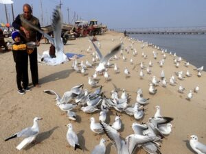 Centre affirms bird flu cases for states of Rajasthan, MP, Himachal Pradesh & Kerala
