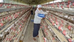 WHO reveals consuming poultry during bird flu is safe