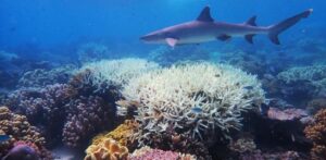 Great Barrier Reef in Australia may lose the potential to revive from global warming