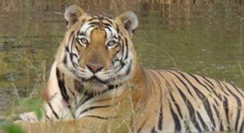 UNESCO announces Panna Tiger Reserve as a global biosphere reserve