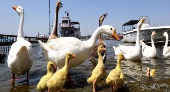 Kerala forest minister gives confirmation regarding prevalence of bird flu in state