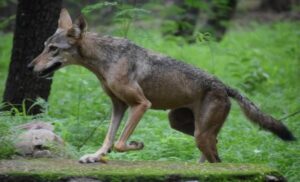 First wolf sanctuary of Karnataka to be in Koppal