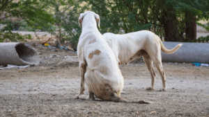 BBMP allots Rs 15 lakh to feed stray animals